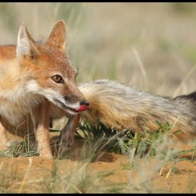 Swift Fox
