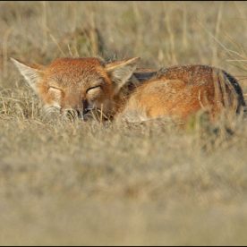 Swift Fox