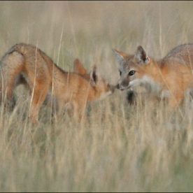 Swift Fox