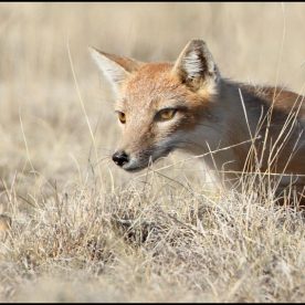 Swift Fox