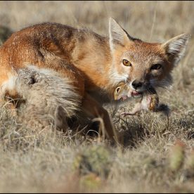 Swift Fox