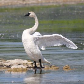 Trumpeter Swan