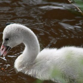 Trumpeter Swan