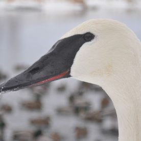 Trumpeter Swan