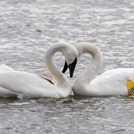 Trumpeter Swan