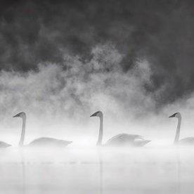 Trumpeter Swan