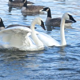 Trumpeter Swan