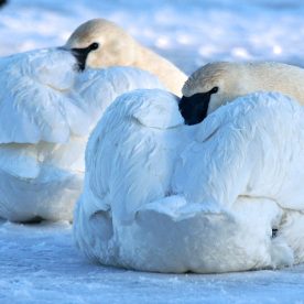 Trumpeter Swan