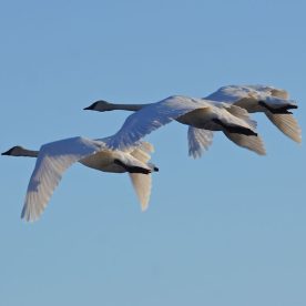 Trumpeter Swan