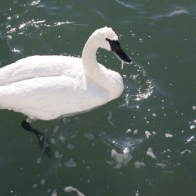 Trumpeter Swan