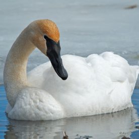 Trumpeter Swan