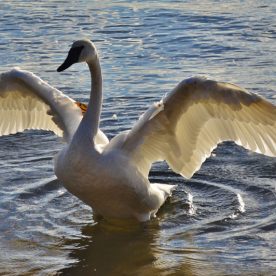 Trumpeter Swan