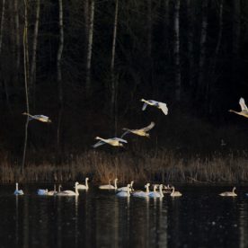 Trumpeter Swan