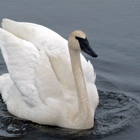 Trumpeter Swan