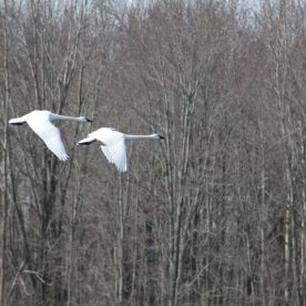 Tundra Swan