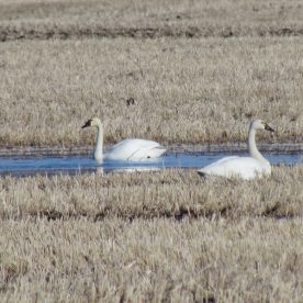 Tundra Swan