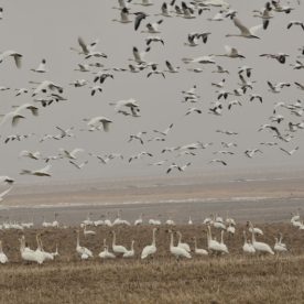 Tundra Swan