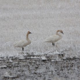 Tundra Swan