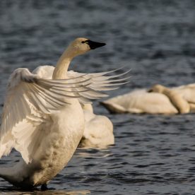 Tundra Swan