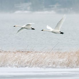 Tundra Swan