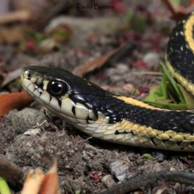 Western Garter Snake