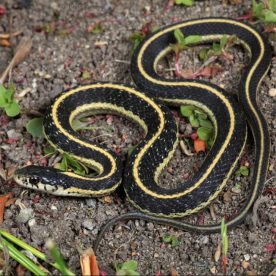 Western Garter Snake