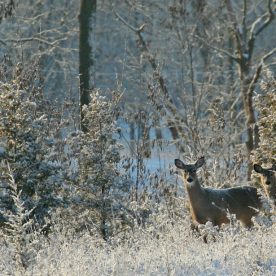 White-Tailed Deer