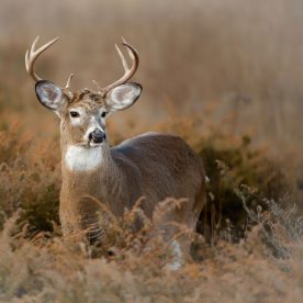 White-Tailed Deer
