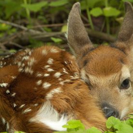 White-Tailed Deer