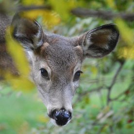 White-Tailed Deer
