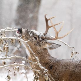 White-Tailed Deer