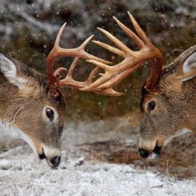 White-Tailed Deer
