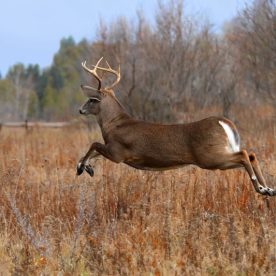 White-Tailed Deer