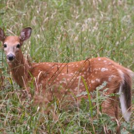 White-Tailed Deer
