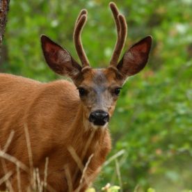 White-Tailed Deer
