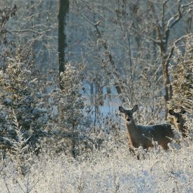 White-Tailed Deer