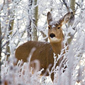 White-Tailed Deer