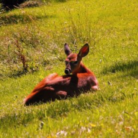 White-Tailed Deer