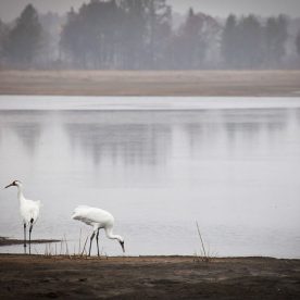 Whooping Crane