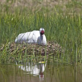 Whooping Crane