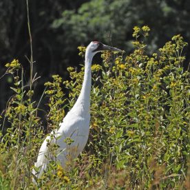 Whooping Crane