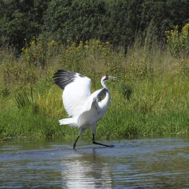 Whooping Crane