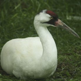 Whooping Crane