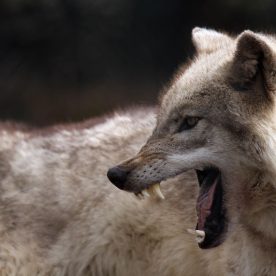 Wolf