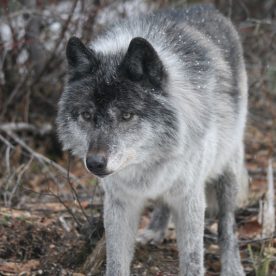 Wolf