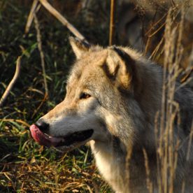 Wolf