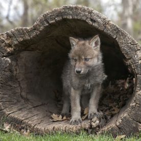 Wolf