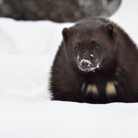 Wolverine