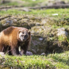 Wolverine