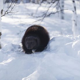 Wolverine